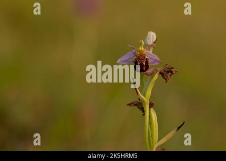 Bienenorchidee, Ophrys apifera, Rodbrough Common Stockfoto