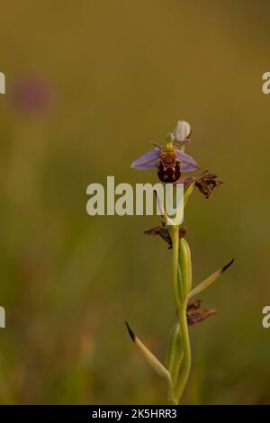 Bienenorchidee, Ophrys apifera, Rodbrough Common Stockfoto