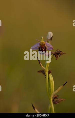 Bienenorchidee, Ophrys apifera, Rodbrough Common Stockfoto