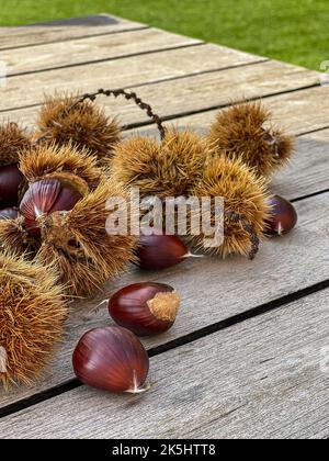Kastanienfrüchte fallen in stachelige Schutzschalen auf Holztisch. Sonniger Herbsttag. Nahaufnahme. Stockfoto