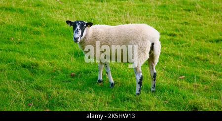 Ein hübsch aussehendes Schaf auf dem britischen Land Stockfoto