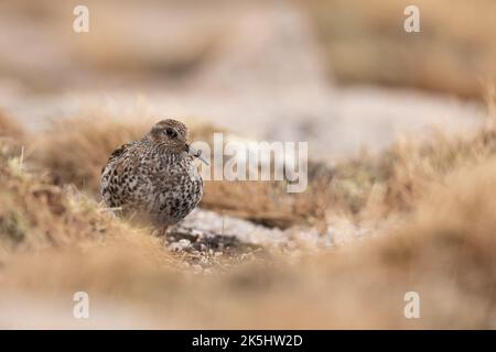 Purple Sandpiper in Brutgebiet, Cairngorm Mountains, Schottland, Calidris maritima. Stockfoto