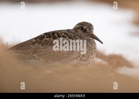 Purple Sandpiper in Brutgebiet, Cairngorm Mountains, Schottland, Calidris maritima. Stockfoto