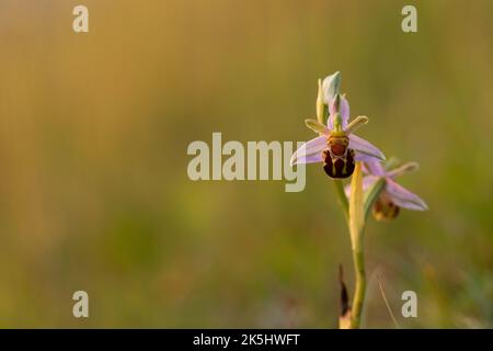 Bienenorchidee, Ophrys apifera, Rodbrough Common Stockfoto