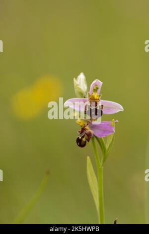 Bienenorchidee, Ophrys apifera, Rodbrough Common Stockfoto