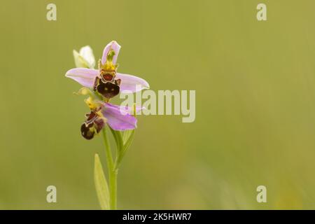 Bienenorchidee, Ophrys apifera, Rodbrough Common Stockfoto