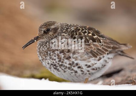 Purple Sandpiper in Brutgebiet, Cairngorm Mountains, Schottland, Calidris maritima. Stockfoto