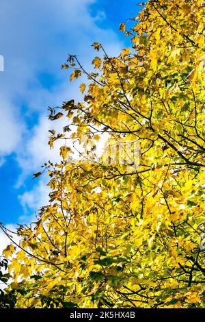 Schöner Herbstwald-Ahornbaum mit gelben Blättern und blauem Himmel während der Herbstsaison Stockfoto