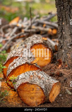 Fällter Baum, der in Holzstämme für Brennstoff für offenes Feuer gehackt wurde, Holzeinschlag in Wald, Forstwirtschaft und Waldbewirtschaftung, gehackter Baumstamm. Stockfoto