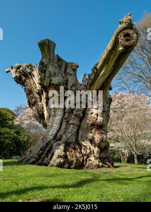 Massiver alter, toter, süßer Kastanienbaumstumpf (Castanea sativa) in Sheffield Park Gardens, East Sussex, England, Großbritannien Stockfoto