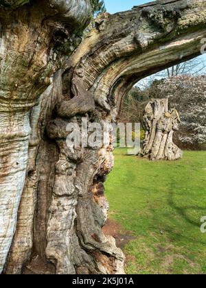 Riesige alte, tote süße Kastanienbaumstümpfe (Castanea sativa) in Sheffield Park Gardens, East Sussex, England, Großbritannien Stockfoto