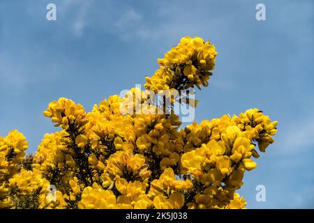 Dichte, leuchtend gelbe Blüten von Gorse ( Ulex europaeus ) in Blüte im Frühling mit blauem Himmel dahinter. Stockfoto