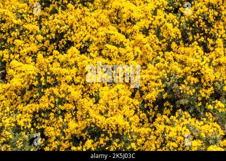 Massen von dichten leuchtend gelben Blüten von Gorse ( Ulex europaeus ) in Blüte im Frühjahr Stockfoto