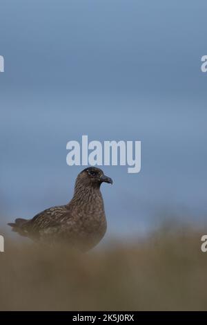 Great Skua, Stercorarius skua, Bonxie, Lunga, Treshnish Isles, Argyll und Bute, Schottland Stockfoto