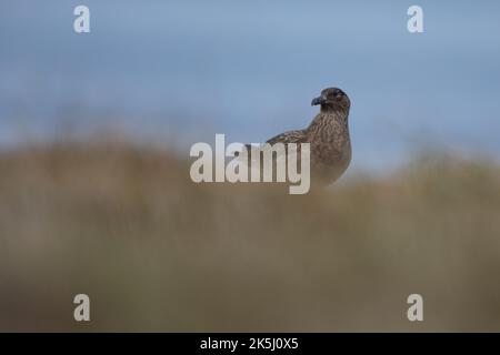 Great Skua, Stercorarius skua, Bonxie, Lunga, Treshnish Isles, Argyll und Bute, Schottland Stockfoto