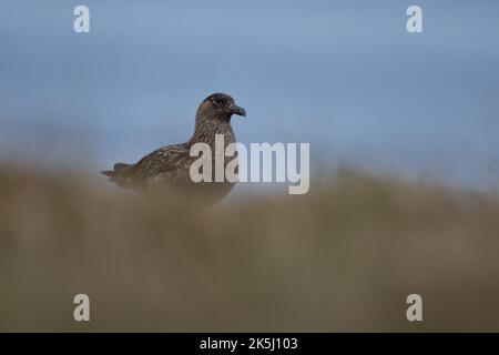 Great Skua, Stercorarius skua, Bonxie, Lunga, Treshnish Isles, Argyll und Bute, Schottland Stockfoto