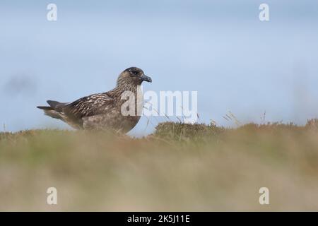 Great Skua, Stercorarius skua, Bonxie, Lunga, Treshnish Isles, Argyll und Bute, Schottland Stockfoto