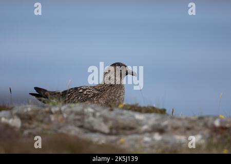 Great Skua, Stercorarius skua, Bonxie, Lunga, Treshnish Isles, Argyll und Bute, Schottland Stockfoto