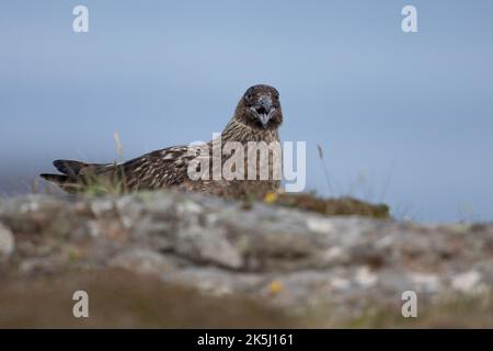 Great Skua, Stercorarius skua, Bonxie, Lunga, Treshnish Isles, Argyll und Bute, Schottland Stockfoto