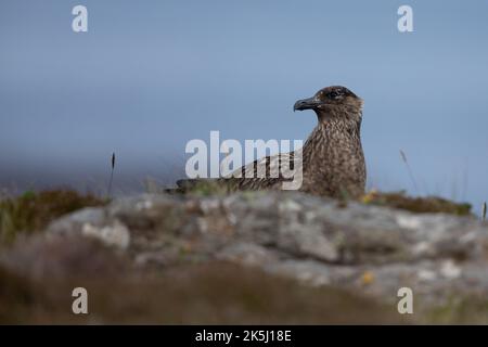 Great Skua, Stercorarius skua, Bonxie, Lunga, Treshnish Isles, Argyll und Bute, Schottland Stockfoto