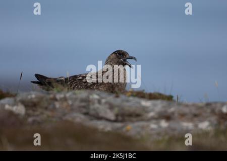 Great Skua, Stercorarius skua, Bonxie, Lunga, Treshnish Isles, Argyll und Bute, Schottland Stockfoto