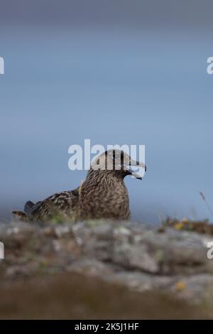 Great Skua, Stercorarius skua, Bonxie, Lunga, Treshnish Isles, Argyll und Bute, Schottland Stockfoto