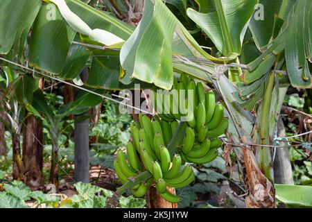 Bananatree im Fruchtanbaugebiet von Faja dos Padres, Madeira, Portugal Stockfoto