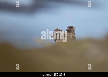 Great Skua, Stercorarius skua, Bonxie, Lunga, Treshnish Isles, Argyll und Bute, Schottland Stockfoto