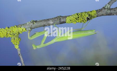 Nahaufnahme Porträt der grünen Gottesanbeterin hängt unter Baum Zweig auf grünem Gras und blauen Himmel Hintergrund. Europäische Mantis (Mantis religiosa) Stockfoto