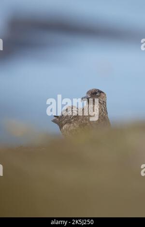 Great Skua, Stercorarius skua, Bonxie, Lunga, Treshnish Isles, Argyll und Bute, Schottland Stockfoto