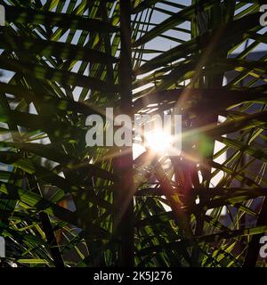 Sonnenstrahlen durch Palmwedel, Hintergrundbeleuchtung, Lichtreflexionen, Hintergrundbild Stockfoto