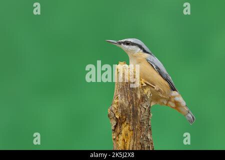 Eurasischer Nacktschnecken (Sitta europaea), sitzend auf Totholz, Nordrhein-Westfalen, Deutschland Stockfoto