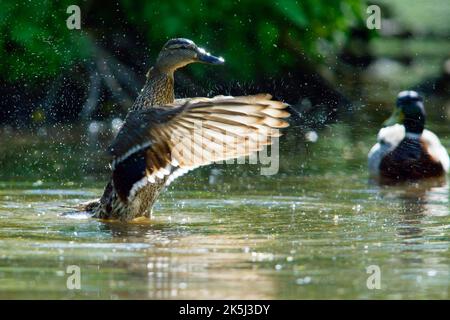 Mallard (Anas platyrhynchos) im Flug, fliegen, landen, Mallard im Flug, überhängt, landen Stockfoto