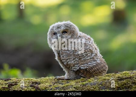 Waldkauz (Strix aluco), verzweigt auf mit Moos bedecktem Totholz, Hattingen, Deutschland Stockfoto