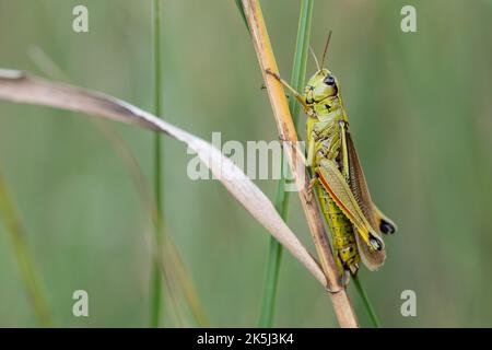 Große Sumpfgrasschrecke (Stethophyma grossum), sitzend auf Grashalm, Spatenbraeufilz, Bayern, Deutschland Stockfoto