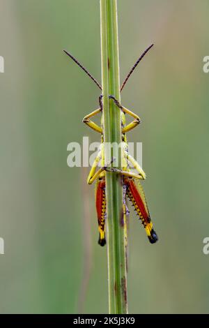 Große Sumpfgrasschrecke (Stethophyma grossum), versteckt hinter Grashalmen, Spatenbraeufilz, Bayern, Deutschland Stockfoto