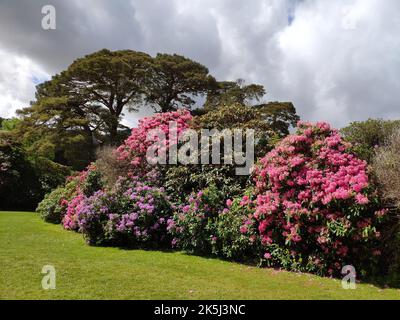 Rhododendron im Park am Muckross House, Killarney, Co Kerry, Irland Stockfoto