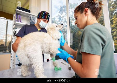 Tierarzt-Team Vorbereitung Hund für die Operation auf Operationstisch Stockfoto