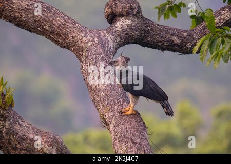 American Harpy Eagle (Harpia harpyja) weiblich, Carajas National Park, Brasilien Stockfoto