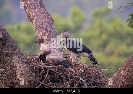 Amerikanischer Harpyadler (Harpia harpyja) Weibchen und Jungvögel im Nest, Carajas-Nationalpark, Brasilien Stockfoto