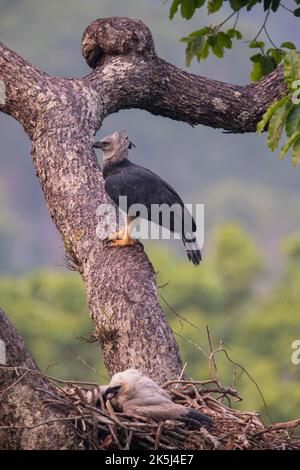 Amerikanischer Harpyadler (Harpia harpyja) Weibchen und Jungvögel im Nest, Carajas-Nationalpark, Brasilien Stockfoto