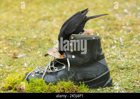 Blackbird Männchen sitzt auf dem Schuh im grünen Gras Fütterung links nach unten schauen Stockfoto