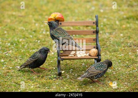 Starling drei Vögel sitzen auf und neben der Bank in grünem Gras anders aussehen Stockfoto