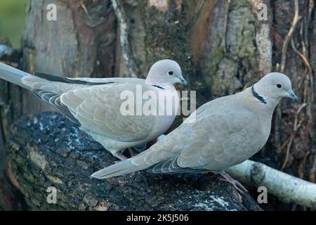 Eurasische Krampentaube zwei Vögel stehen nebeneinander auf dem Baumstamm rechts Stockfoto