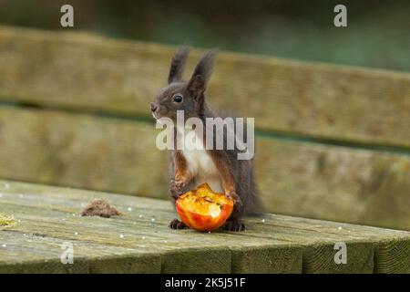 Eichhörnchen steht auf einem Holztisch hinter einem Apfel und schaut nach links Stockfoto