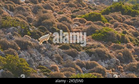 Einzelne weiße Ziege (Caprae) auf Felsen, klein, Hintergrundbeleuchtung, Machia, Rodopou Halbinsel, westkreta, Insel Kreta, Griechenland Stockfoto