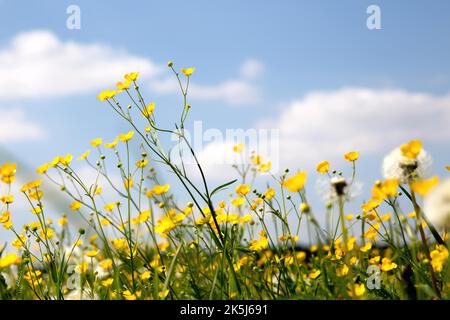 Blumenwiese aus der Froschperspektive von unten. Butterblumen schneiden sich gegen den blauen Himmel Stockfoto