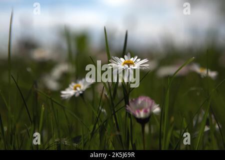 Blumenwiese aus der Froschperspektive von unten. Gänseblümchen schneiden sich gegen den blauen Himmel Stockfoto