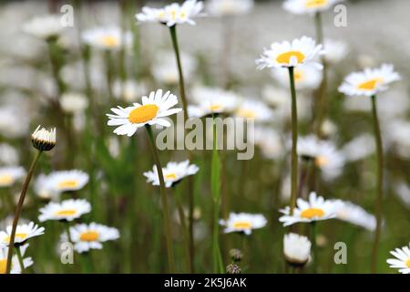 Blumenwiese aus der Froschperspektive von unten. Gänseblümchen schneiden sich gegen den blauen Himmel Stockfoto