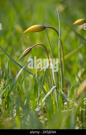 Wilde Tulpen (Tulipa sylvestris), Knospen, Sachsen, Deutschland Stockfoto